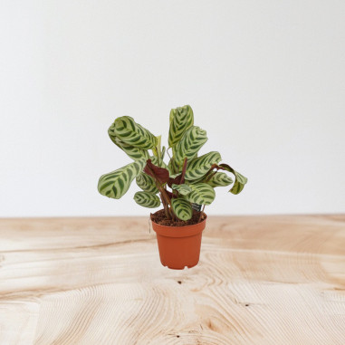 Vendita Pianta di Calathea Makoyana 17cm-Piante Verdi|Mondo Piante