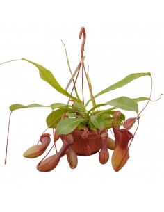 Pianta Carnivora Nepenthes... 2