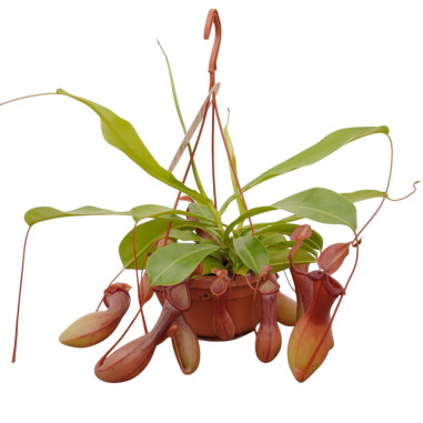 Pianta Carnivora Nepenthes 14cm-Vendita Piante Carnivore|Mondo Piante