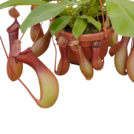 Pianta Nepenthes Vaso 14 cm: Vendita | Mondo Piante