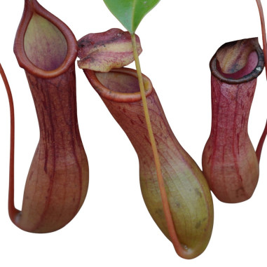 Pianta Carnivora Nepenthes 14cm-Vendita Piante Carnivore|Mondo Piante