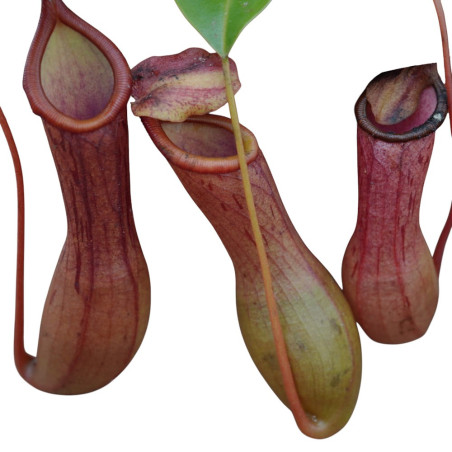 Pianta Nepenthes Vaso 14 cm: Vendita | Mondo Piante