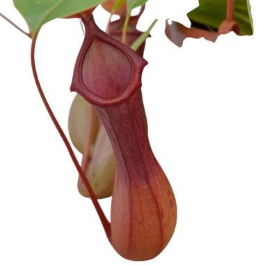 Pianta Carnivora Nepenthes 14cm-Vendita Piante Carnivore|Mondo Piante