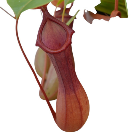 Pianta Nepenthes Vaso 14 cm: Vendita | Mondo Piante