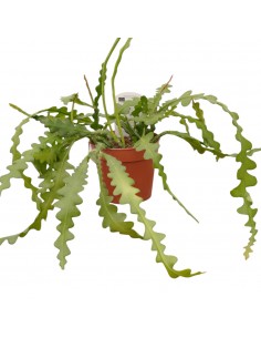 Pianta Epiphyllum anguliger...