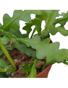 Pianta Epiphyllum anguliger... 2