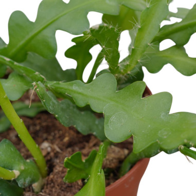 copy of Pianta Aeschynanthus marmoratus