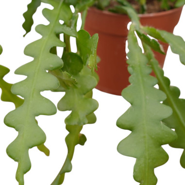 copy of Pianta Aeschynanthus marmoratus