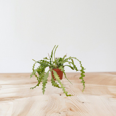 copy of Pianta Aeschynanthus marmoratus