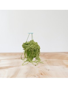 Pianta Grassa Senecio... 2