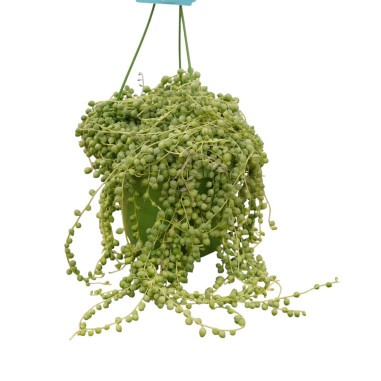 Vendita Pianta Grassa Senecio rowleyanus Vaso 14cm|Vivaio Mondo Piante