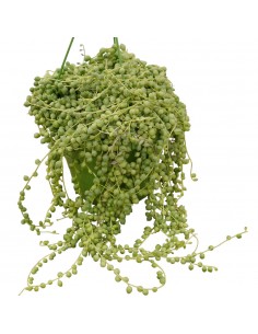 Pianta Grassa Senecio...