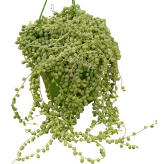 Vendita Pianta Grassa Senecio rowleyanus Vaso 14cm|Vivaio Mondo Piante