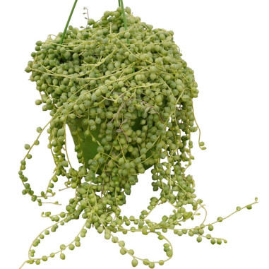 Vendita Pianta Grassa Senecio rowleyanus Vaso 14cm|Vivaio Mondo Piante