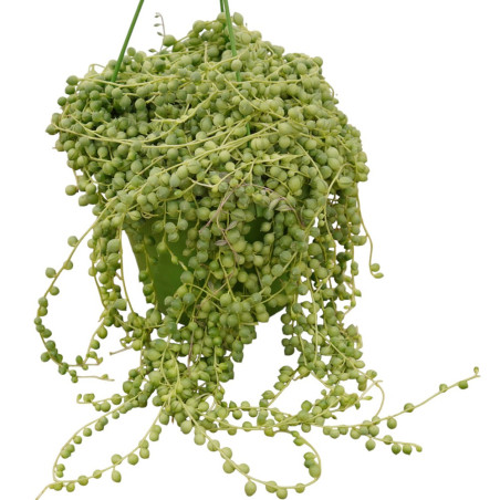 Vendita Pianta Grassa Senecio rowleyanus Vaso 14cm|Vivaio Mondo Piante