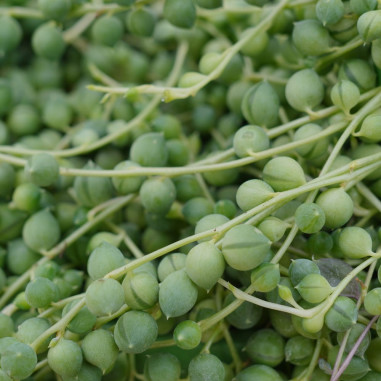 Senecio rowleyanus Plant for Sale-Succulent Plants|Mondo Piante