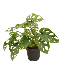Pianta Monstera...