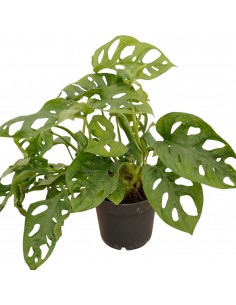 Pianta Monstera... 2