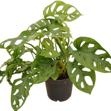 Vendita Pianta Monstera obliqua 12cm-Piante Verdi Online|Mondo Piante