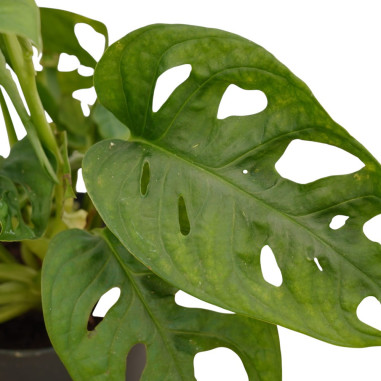 Vendita Pianta Monstera obliqua 12cm-Piante Verdi Online|Mondo Piante