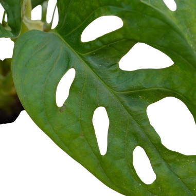 Vendita Pianta Monstera obliqua 12cm-Piante Verdi Online|Mondo Piante