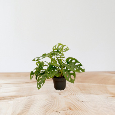 Vendita Pianta Monstera obliqua 12cm-Piante Verdi Online|Mondo Piante