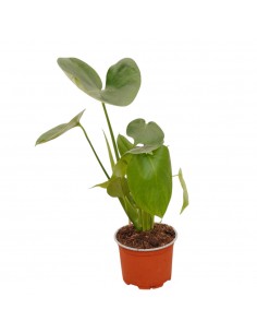 Pianta Alocasia Cucullata...