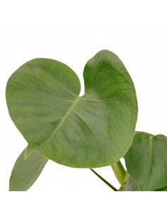 Pianta Alocasia Cucullata... 2