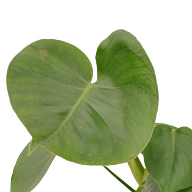 Sale of Alocasia Cucullata Plant - Green Plants | World of Plants