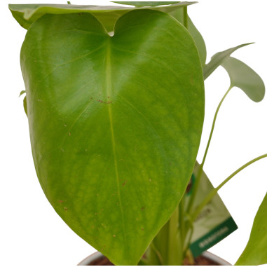 Sale of Alocasia Cucullata Plant - Green Plants | World of Plants