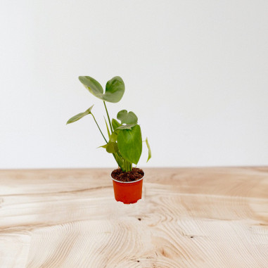 Sale of Alocasia Cucullata Plant - Green Plants | World of Plants