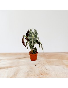 Pianta Alocasia Polly Vaso... 2