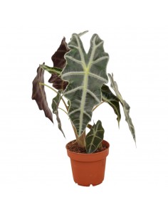 Pianta Alocasia Polly Vaso...