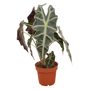 Sale of Alocasia Bambino Plant - Green Plants | World of Plants