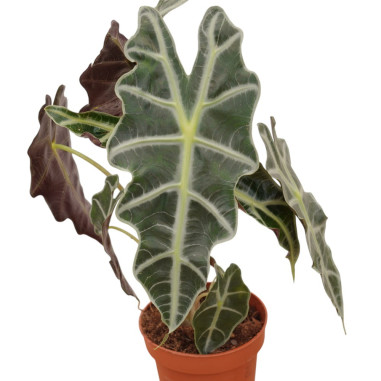 Sale of Alocasia Bambino Plant - Green Plants | World of Plants