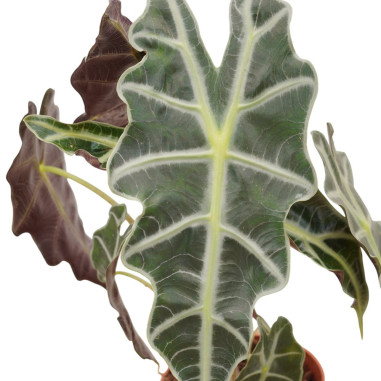 Sale of Alocasia Bambino Plant - Green Plants | World of Plants