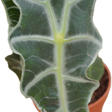 Sale of Alocasia Bambino Plant - Green Plants | World of Plants