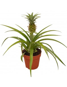 Pianta dell'Ananas Vaso 12cm