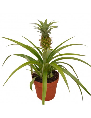 Pianta Menta Ananas Vera - Vaso Ø14cm, Aromatica, Foglie Profumate, Per Tisane E Cocktail - Foto 6