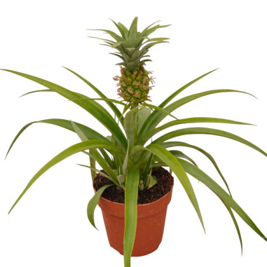 Selling Pineapple Plant - Fruit Trees Online| Mondo Piante