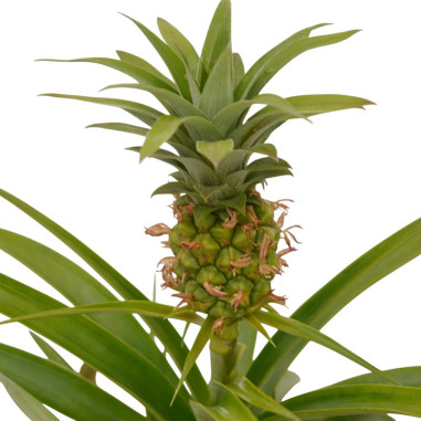 Vendita Pianta dell'Ananas 12cm - Alberi da Frutto Online| Mondo Piante