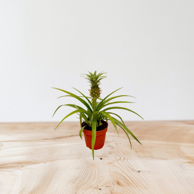 Vendita Pianta dell'Ananas 12cm - Alberi da Frutto Online| Mondo Piante