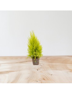 Cupressus GoldCrest Wilma,...