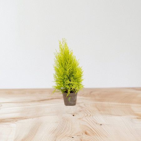 Pianta GoldCrest Wilma- Vendita Piante Da Siepe Online | Mondo Piante