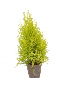 Cupressus GoldCrest Wilma,... 2