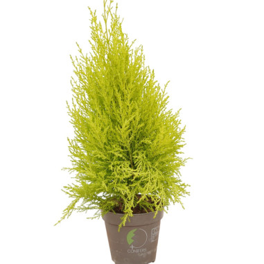 Sale Plant 'GoldCrest Wilma'-Hedge Plants Online | Mondo Piante