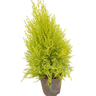 Sale Plant 'GoldCrest Wilma'-Hedge Plants Online | Mondo Piante