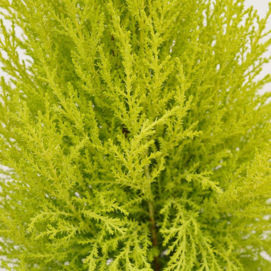 Sale Plant 'GoldCrest Wilma'-Hedge Plants Online | Mondo Piante