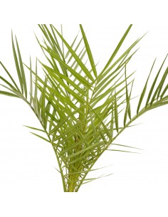copy of Pianta Westringia... 2
