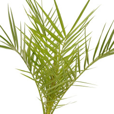 Pianta Phoenix Canariensis Vaso 14cm | Palme | Mondo Piante 2